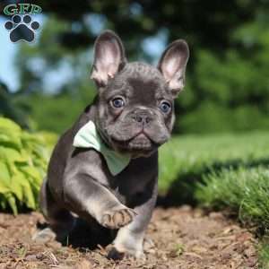 Marco, French Bulldog Puppy